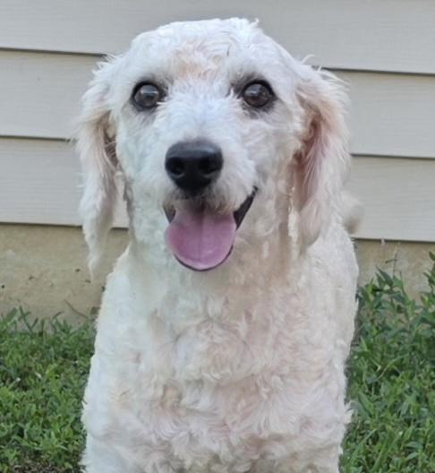 Enlarge Sixty, an adopted mixed breed in Terre Haute, IN image 4/6