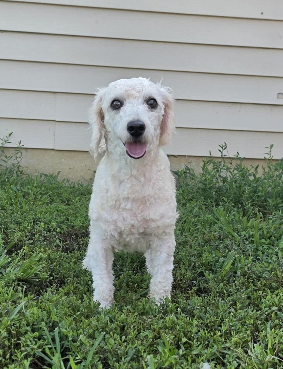 Enlarge Sixty, an adopted mixed breed in Terre Haute, IN image 3/6