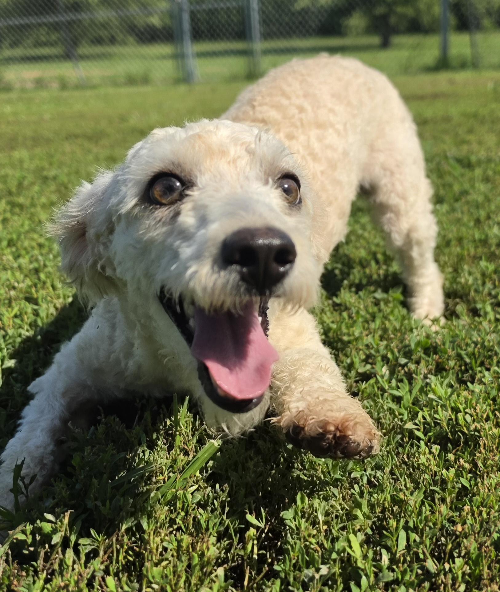 Enlarge Sixty, an adopted mixed breed in Terre Haute, IN image 2/6