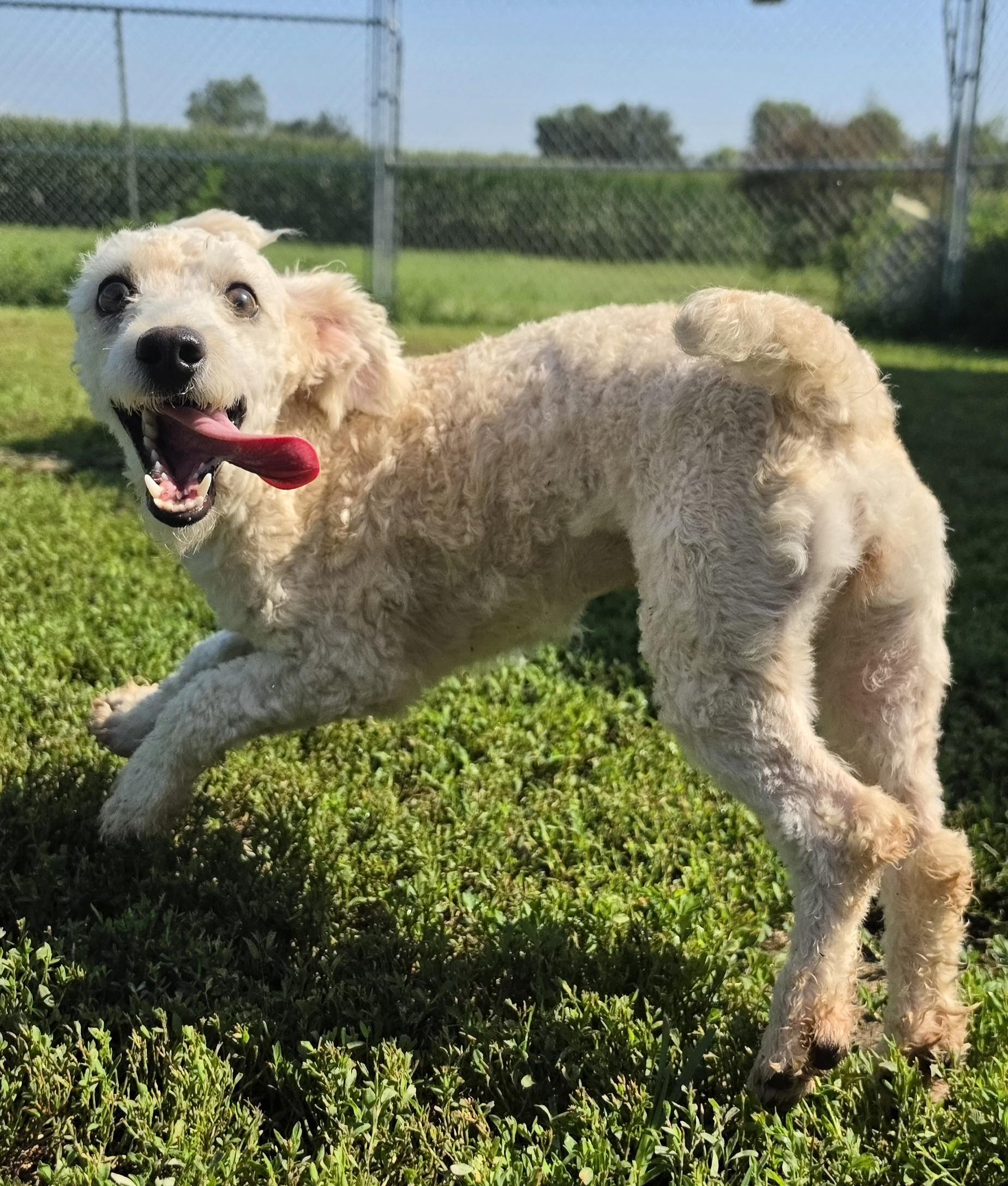 Sixty, adopted, Puppy Female Miniature Poodle.