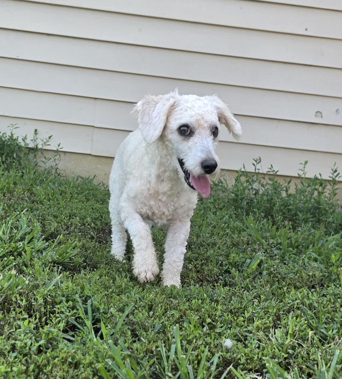 Enlarge Sixty, an adopted mixed breed in Terre Haute, IN image 6/6