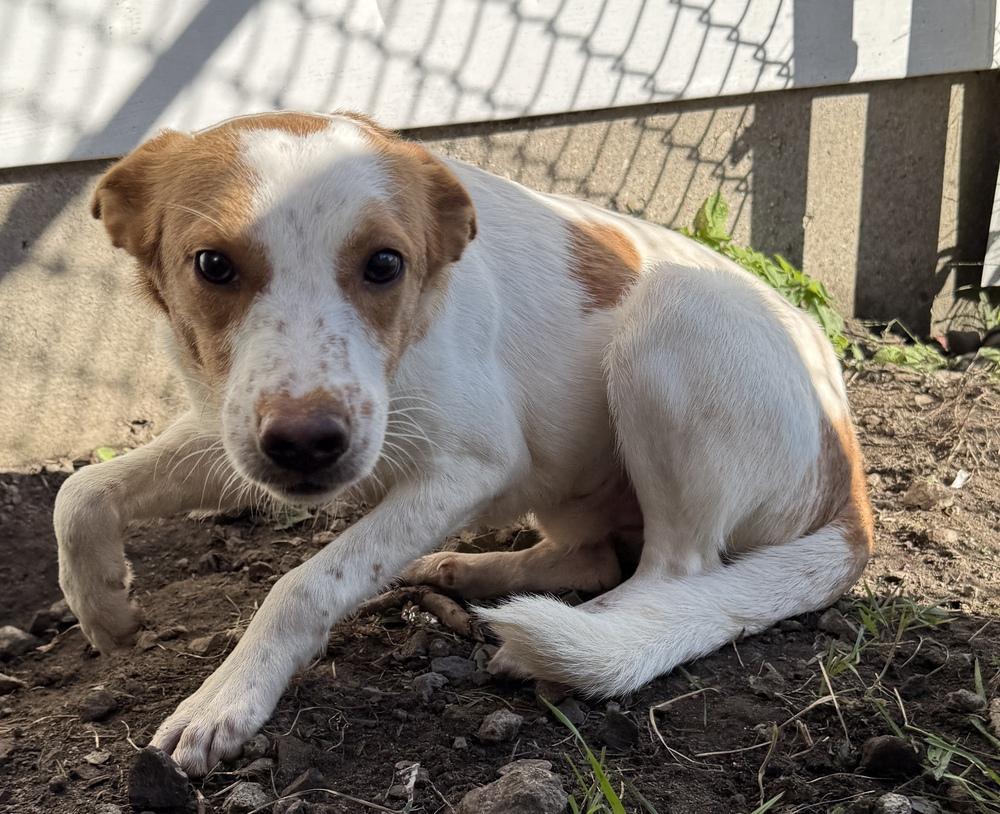 Hansel, Adoptable, Adult Male Spaniel.