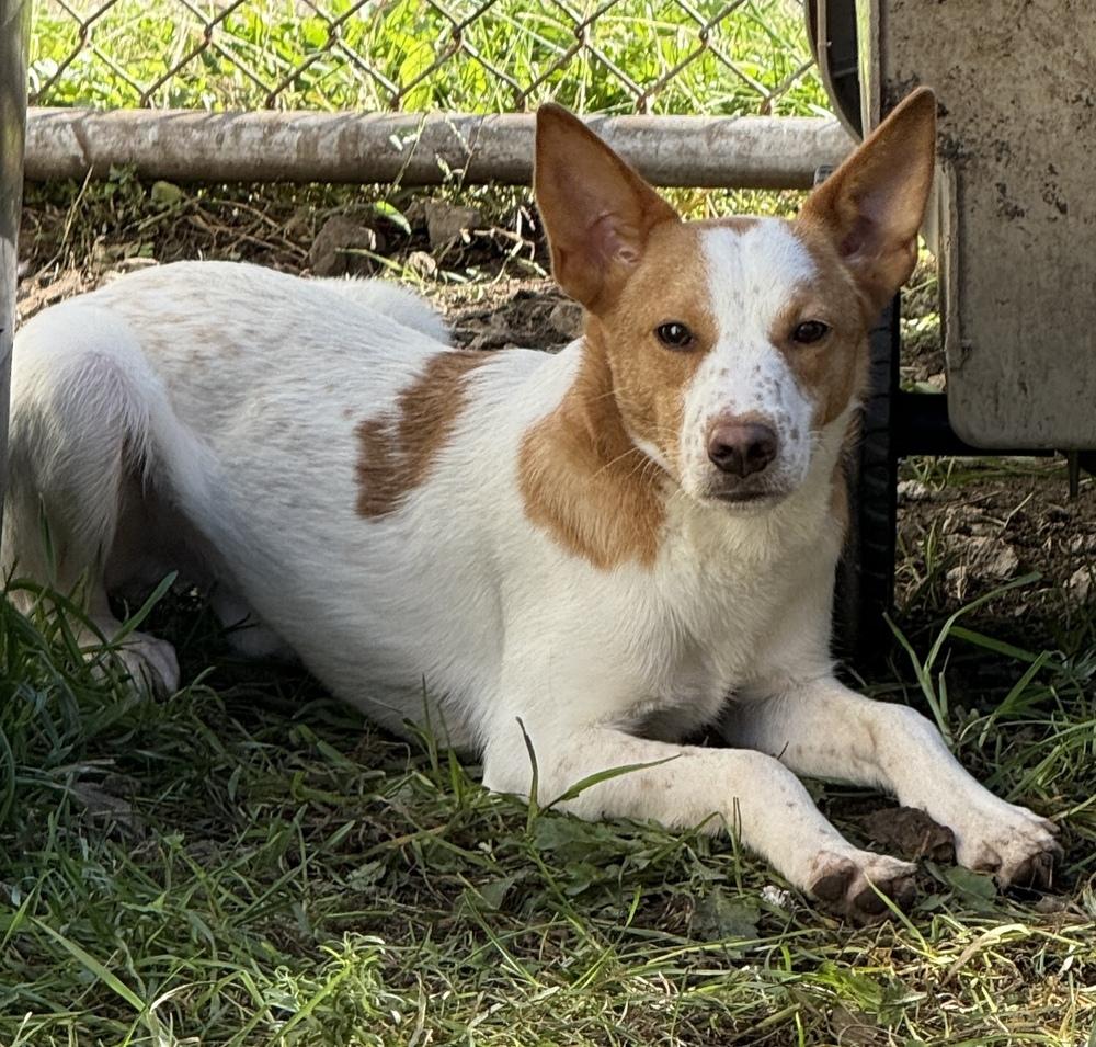 Enlarge Hansel, a Adoptable mixed breed in South Bend, IN image 2/6