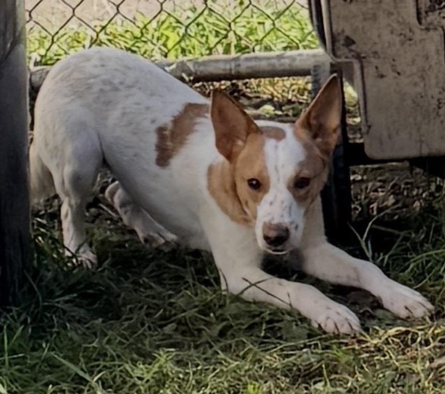 Enlarge Hansel, a Adoptable mixed breed in South Bend, IN image 3/6