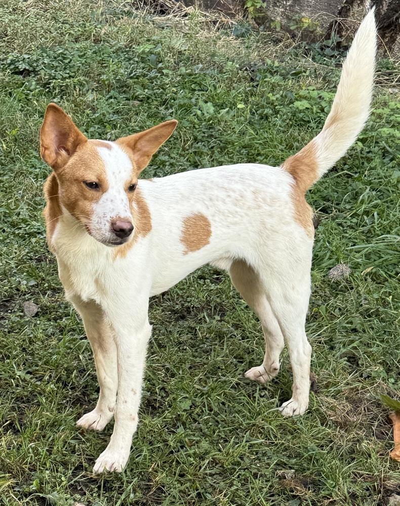 Enlarge Hansel, a Adoptable mixed breed in South Bend, IN image 4/6