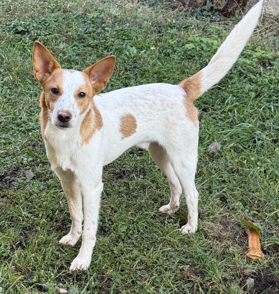 Enlarge Hansel, a Adoptable mixed breed in South Bend, IN image 5/6