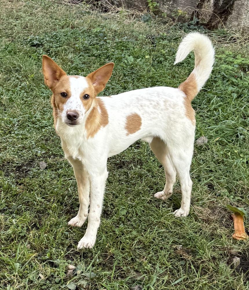 Enlarge Hansel, a Adoptable mixed breed in South Bend, IN image 6/6