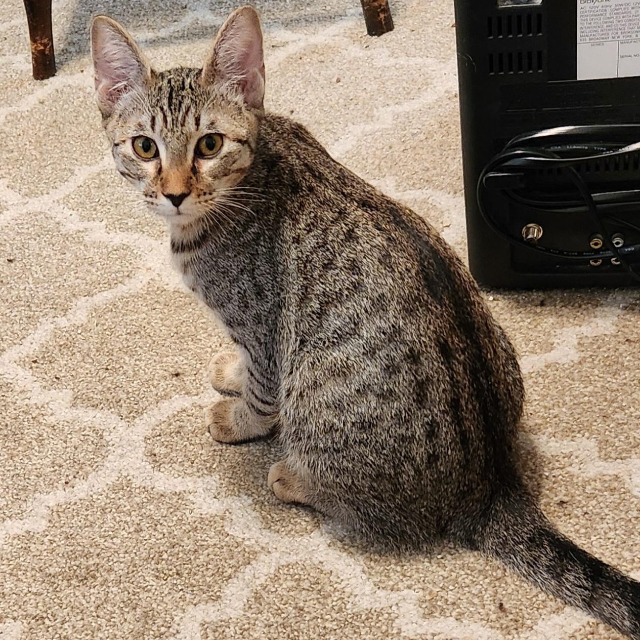 Hurricane, Adoptable, Kitten Female Tabby.