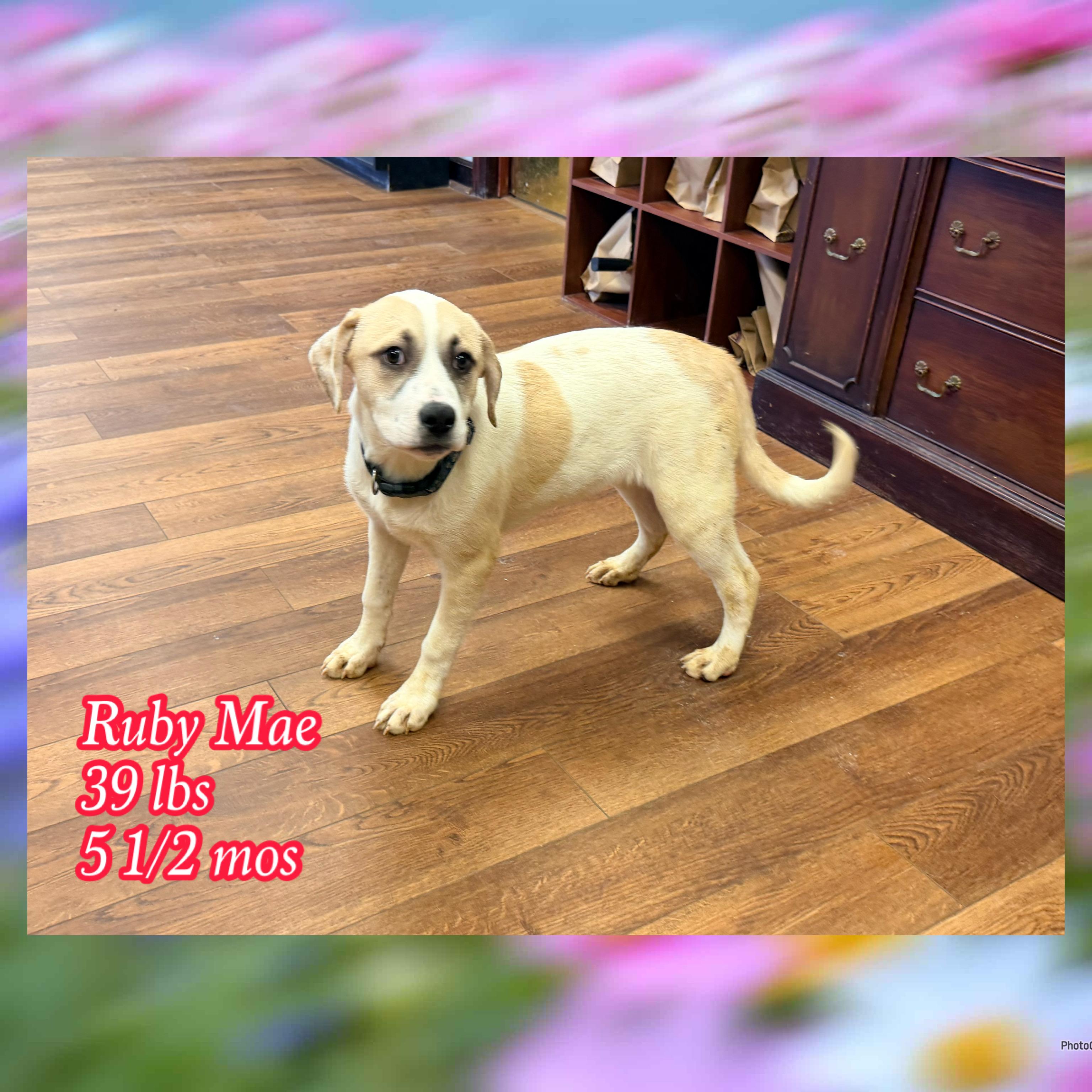 Ruby Mae, Adoptable, Puppy Female Mixed Breed.