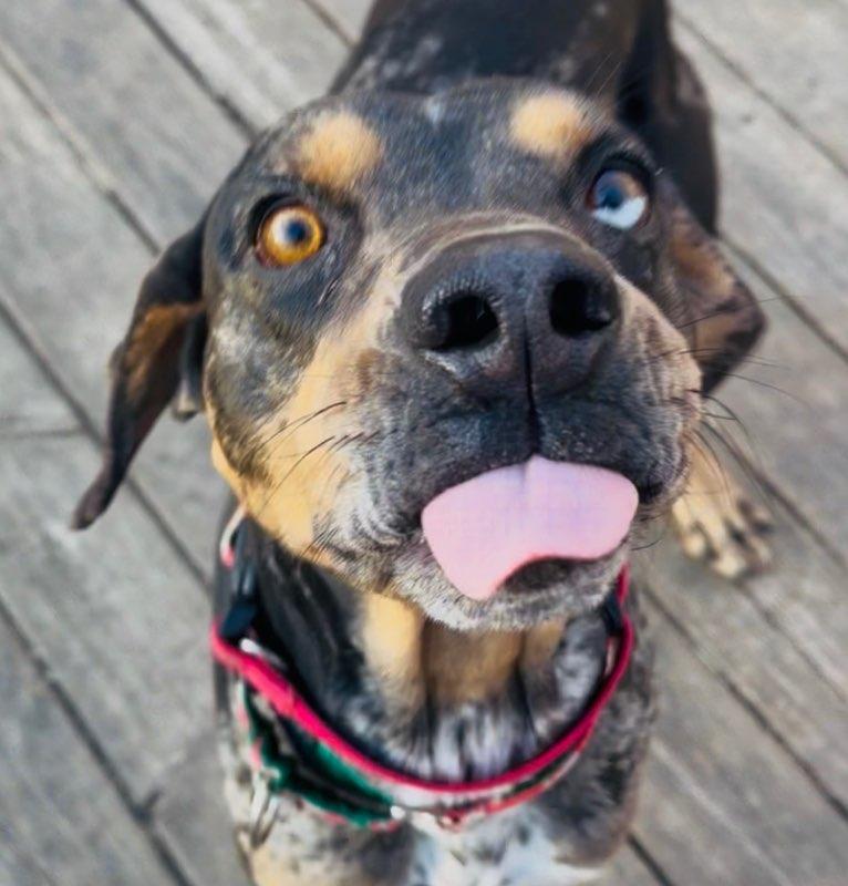 Rufus, a ADOPTABLE mixed breed in Parkville, MO image 2/6