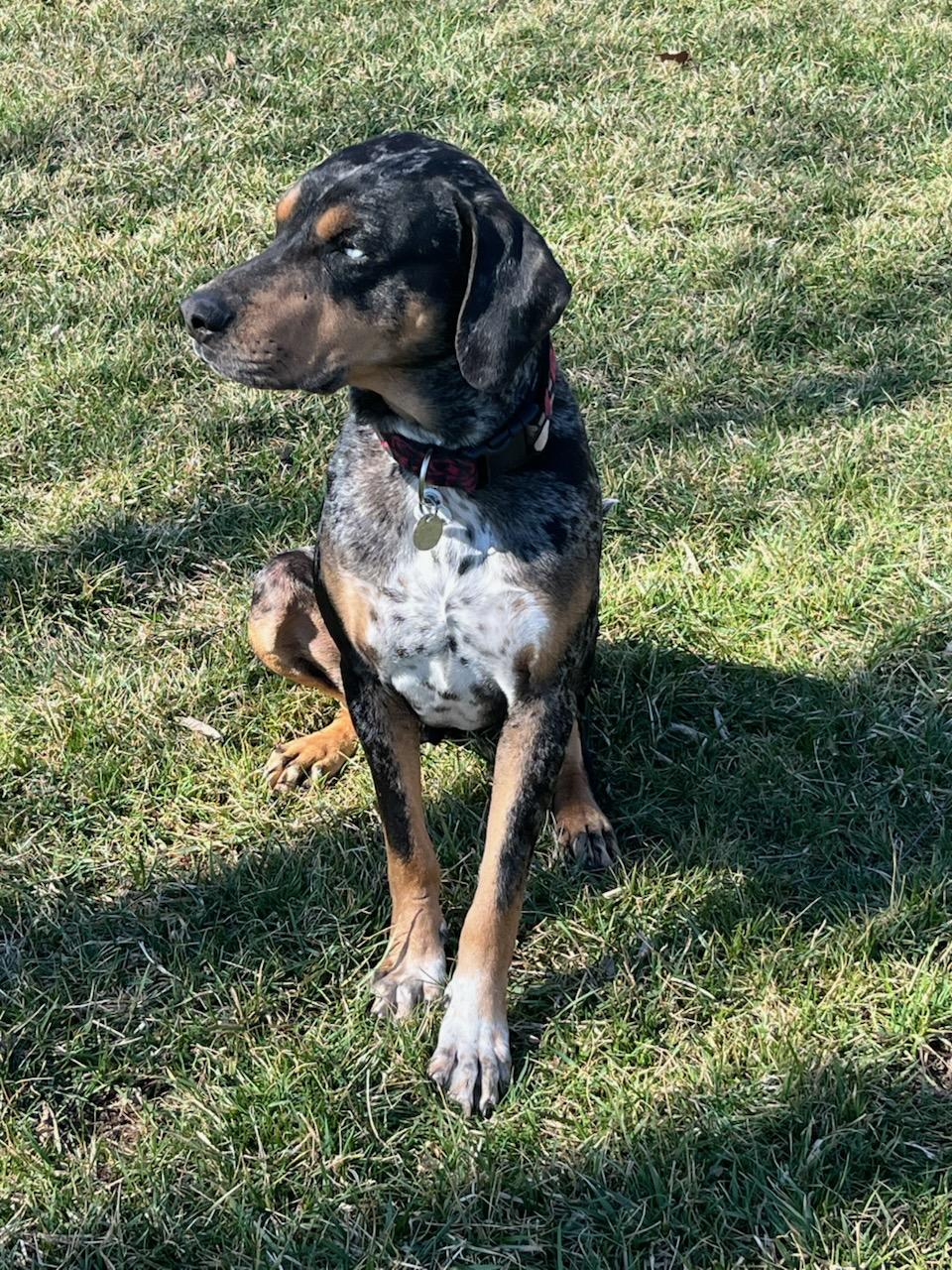 Rufus, a ADOPTABLE mixed breed in Parkville, MO image 3/6
