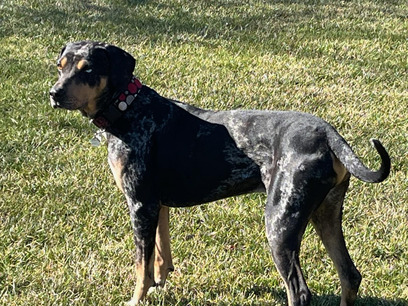 Rufus, a ADOPTABLE mixed breed in Parkville, MO image 5/6