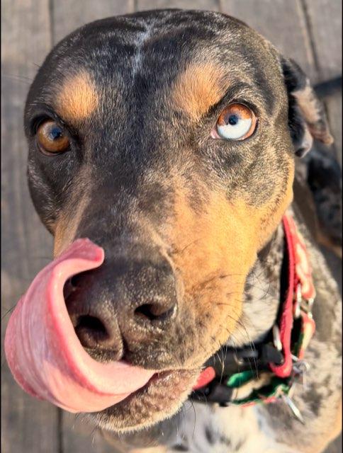 Rufus, ADOPTABLE, Young Male Catahoula Leopard Dog.