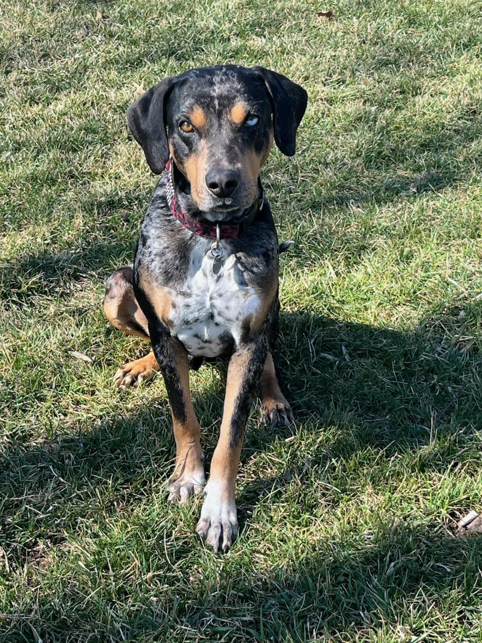 Rufus, a ADOPTABLE mixed breed in Parkville, MO image 4/6