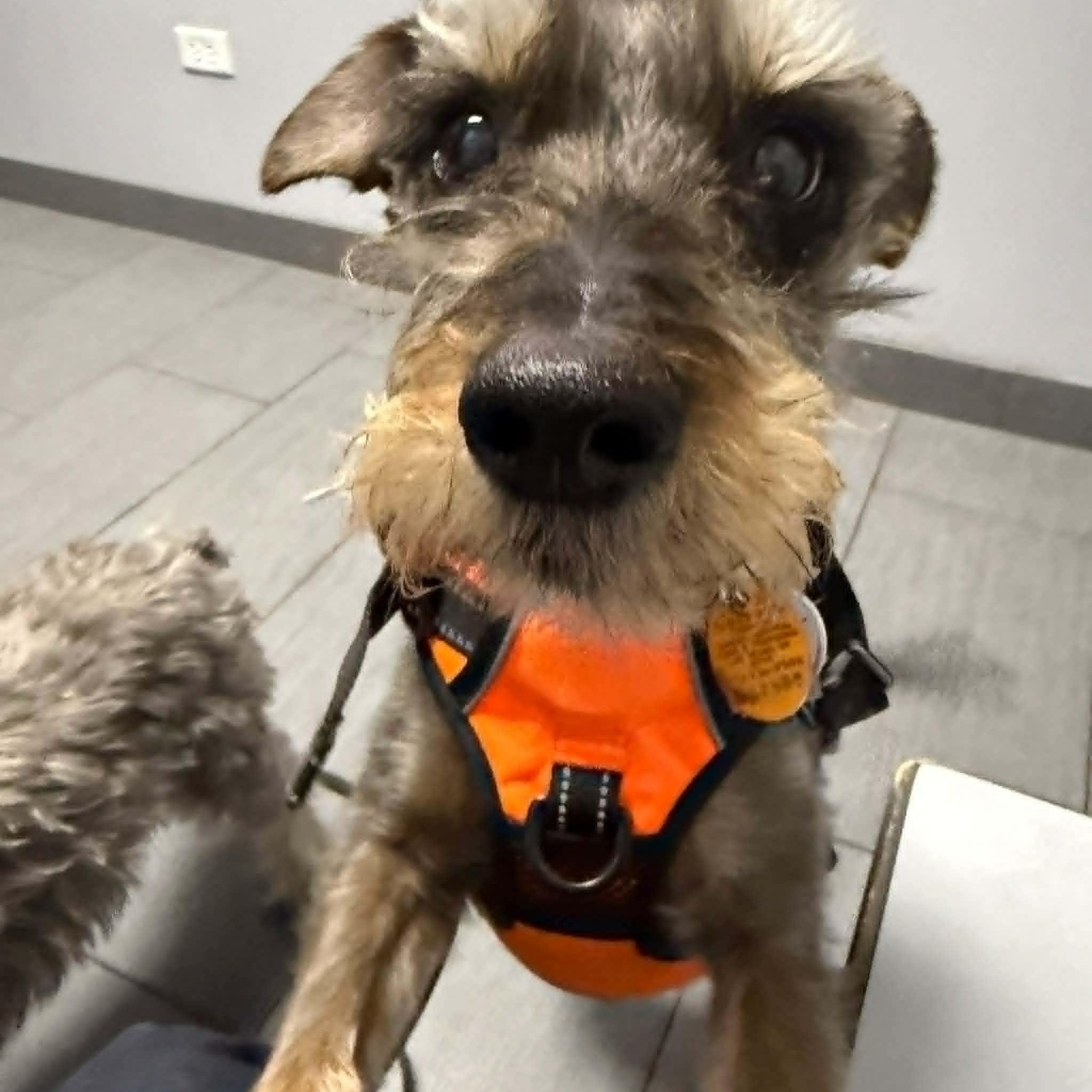 Princeton, an adopted Schnauzer in Homer Glen, IL image 3/4