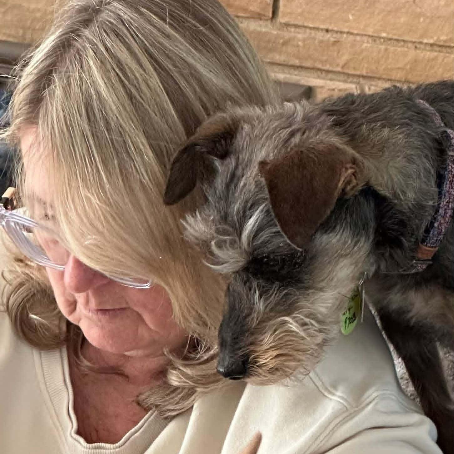 Princeton, an adopted Schnauzer in Homer Glen, IL image 4/4