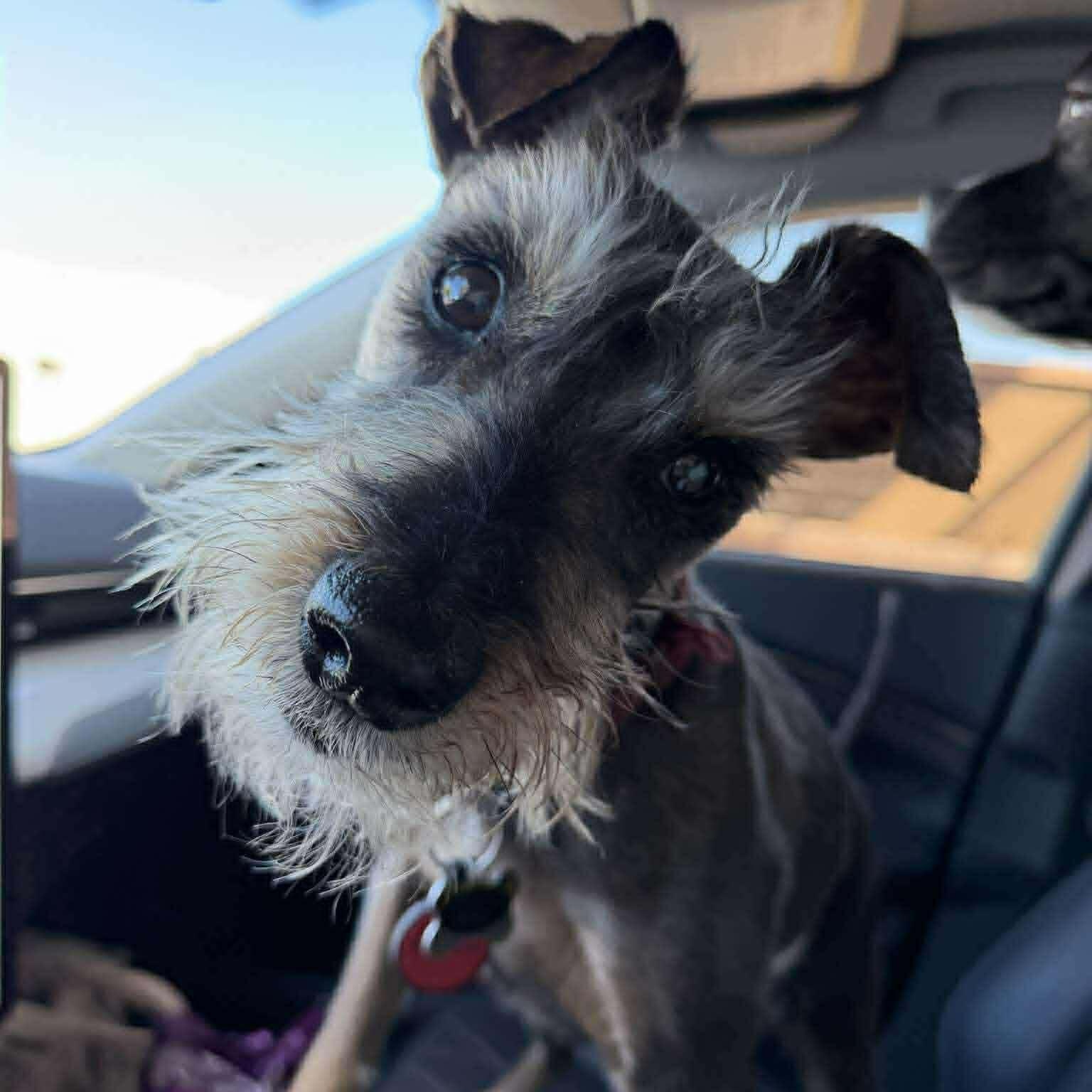 Princeton, an adopted Schnauzer in Homer Glen, IL image 2/4