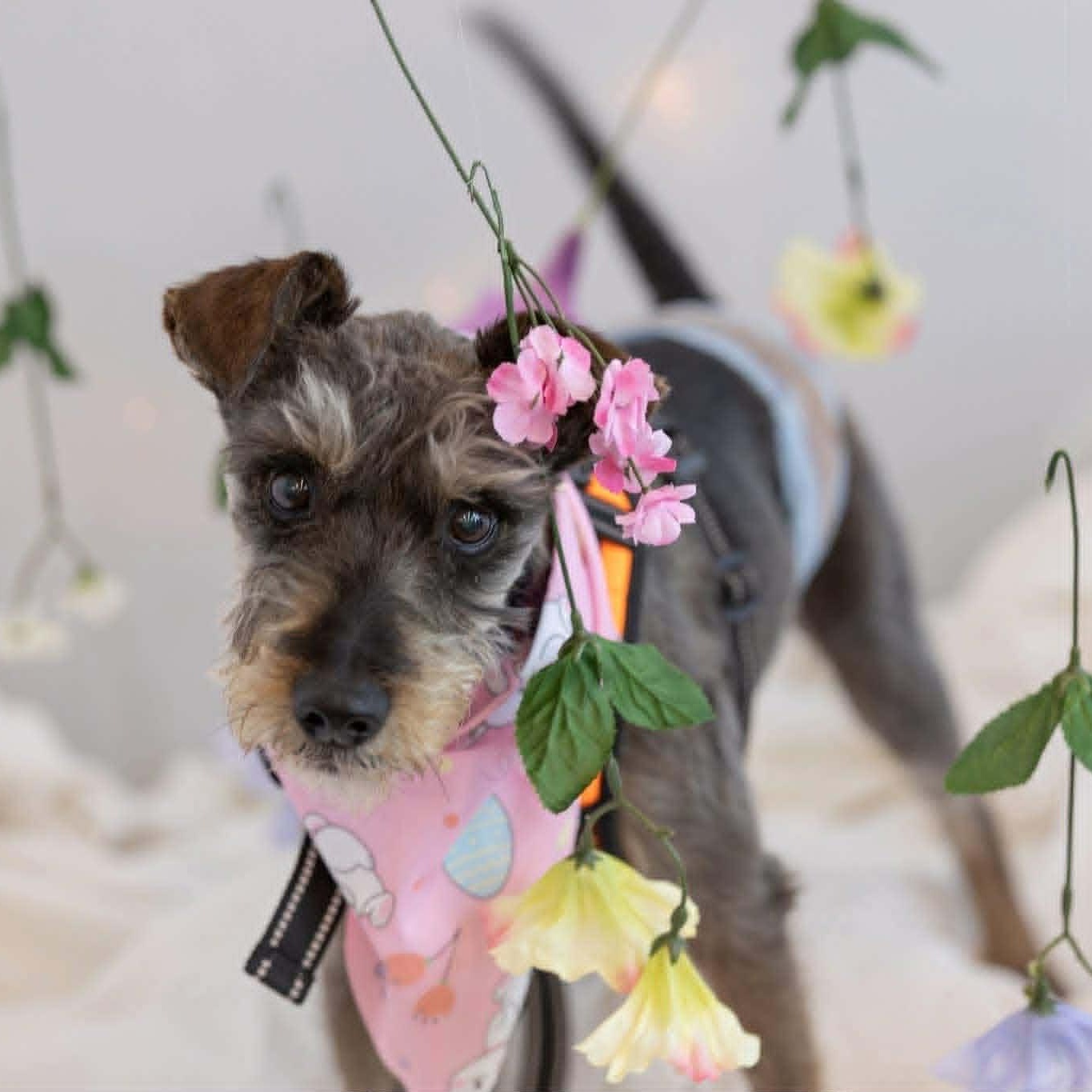 Princeton, an adopted Schnauzer in Homer Glen, IL image 1/4