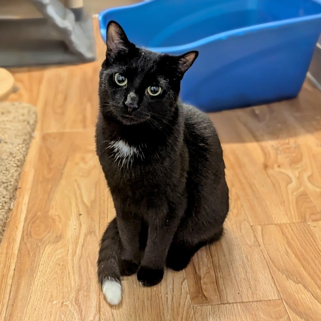 Enlarge CJ, a Adoptable Domestic Short Hair in Buffalo, NY image 1/3