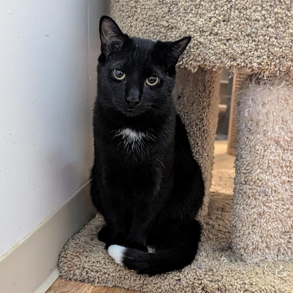 Enlarge CJ, a Adoptable Domestic Short Hair in Buffalo, NY image 2/3