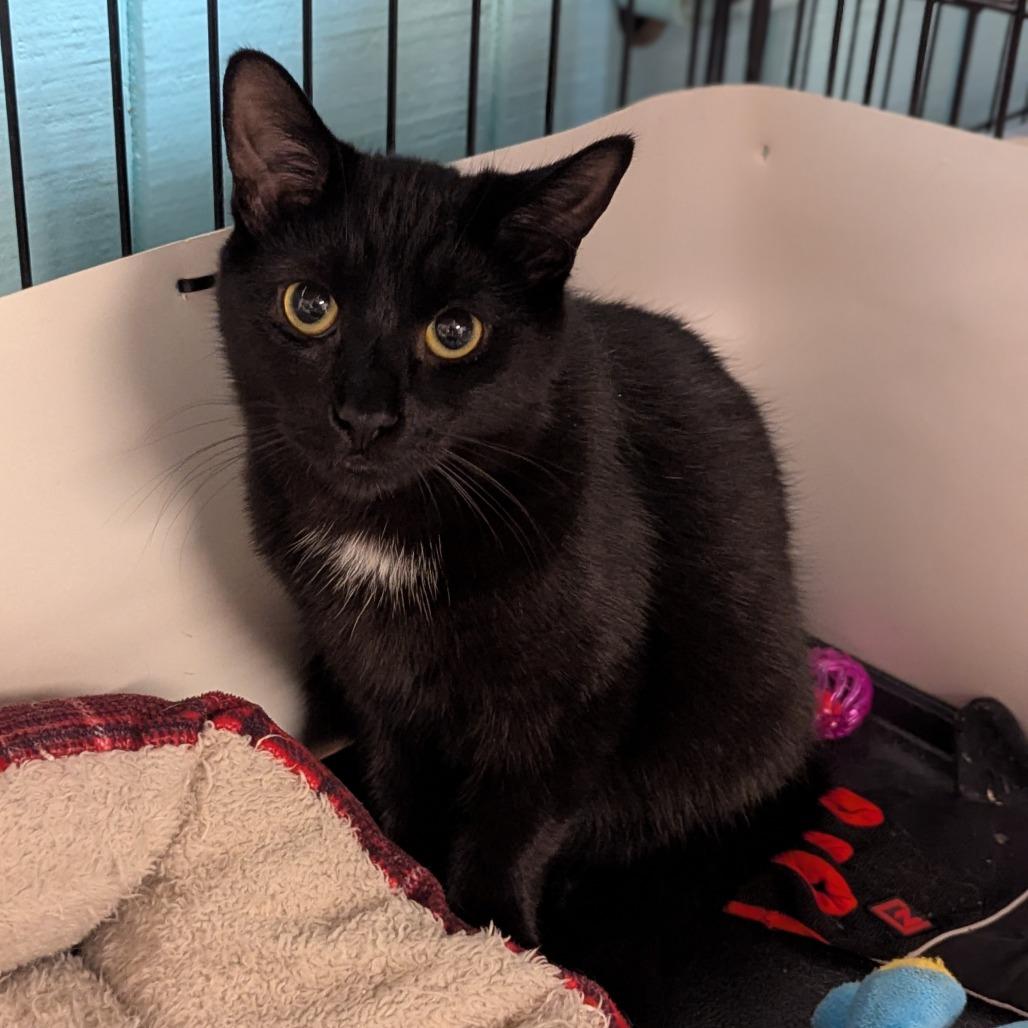 Enlarge CJ, a Adoptable Domestic Short Hair in Buffalo, NY image 3/3