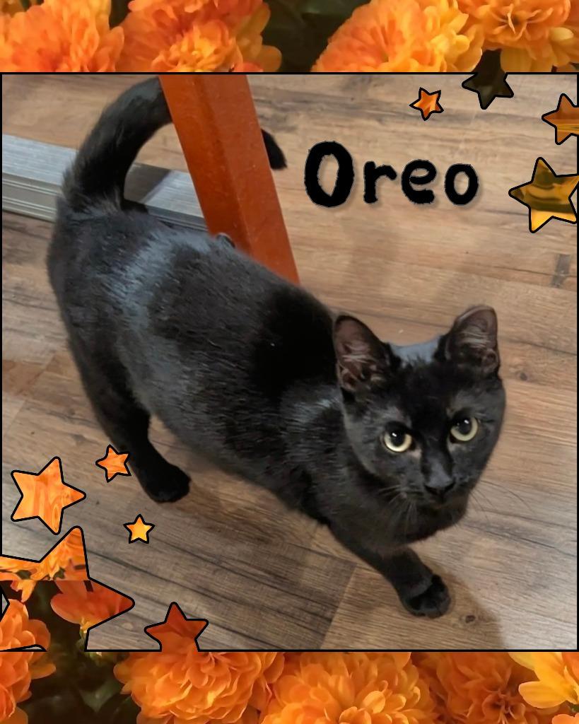 Enlarge Oreo, a Adoptable mixed breed in Grovetown, GA image 1/1
