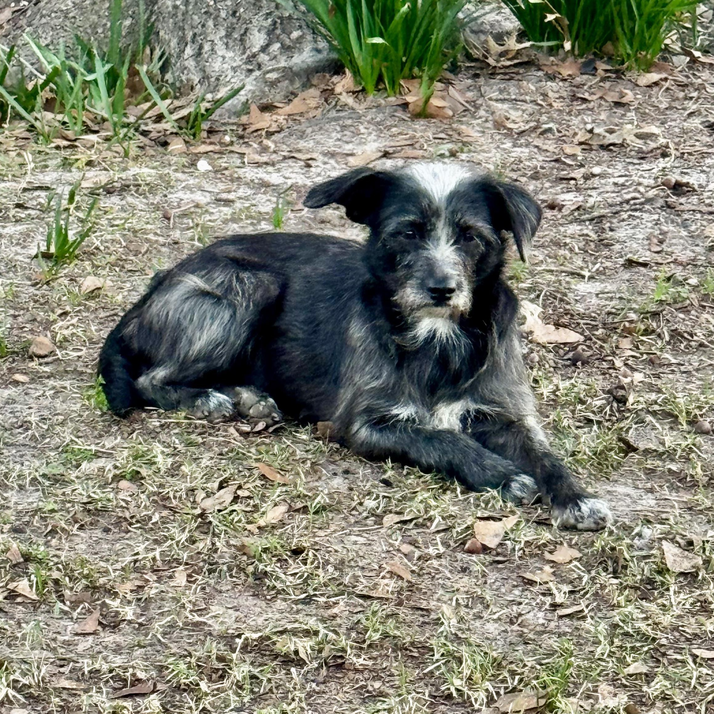 Enlarge Marlowe, a Adoptable mixed breed in Boston, MA image 1/6