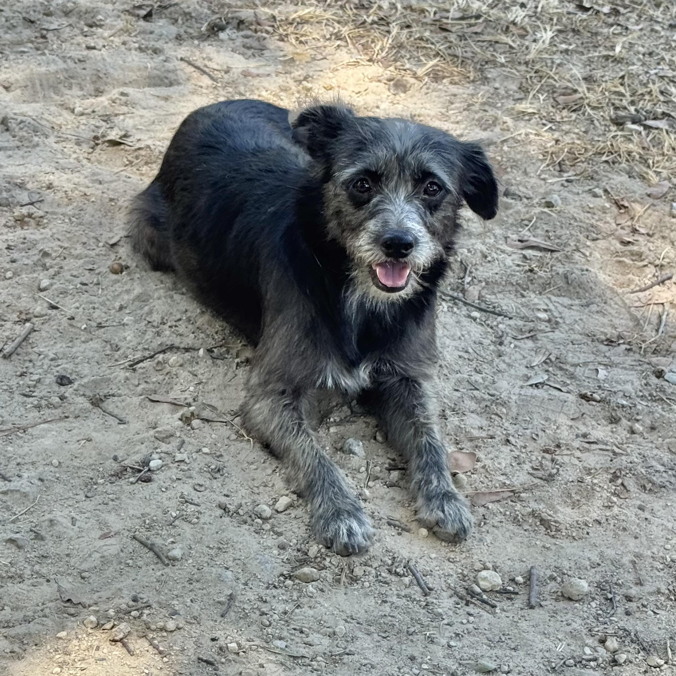 Enlarge Marlowe, a Adoptable mixed breed in Boston, MA image 3/6