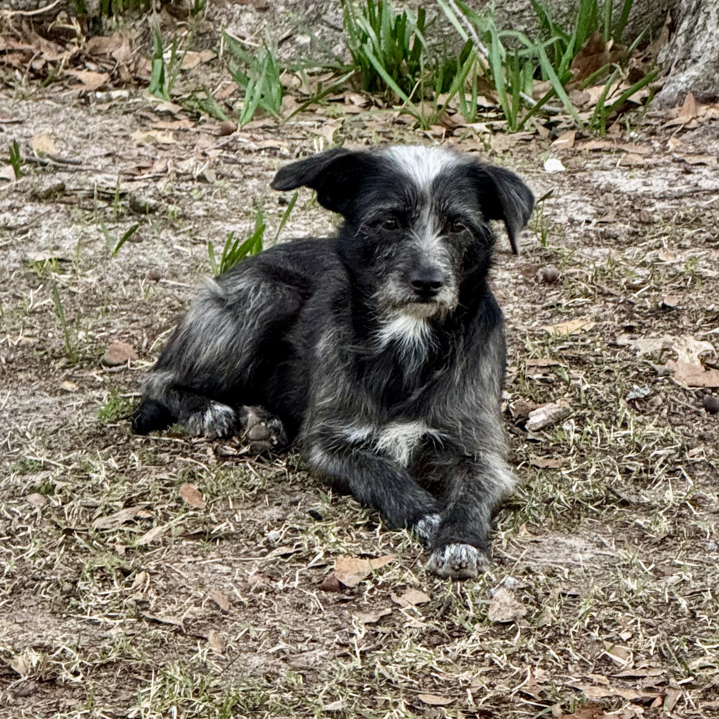 Enlarge Marlowe, a Adoptable mixed breed in Boston, MA image 5/6