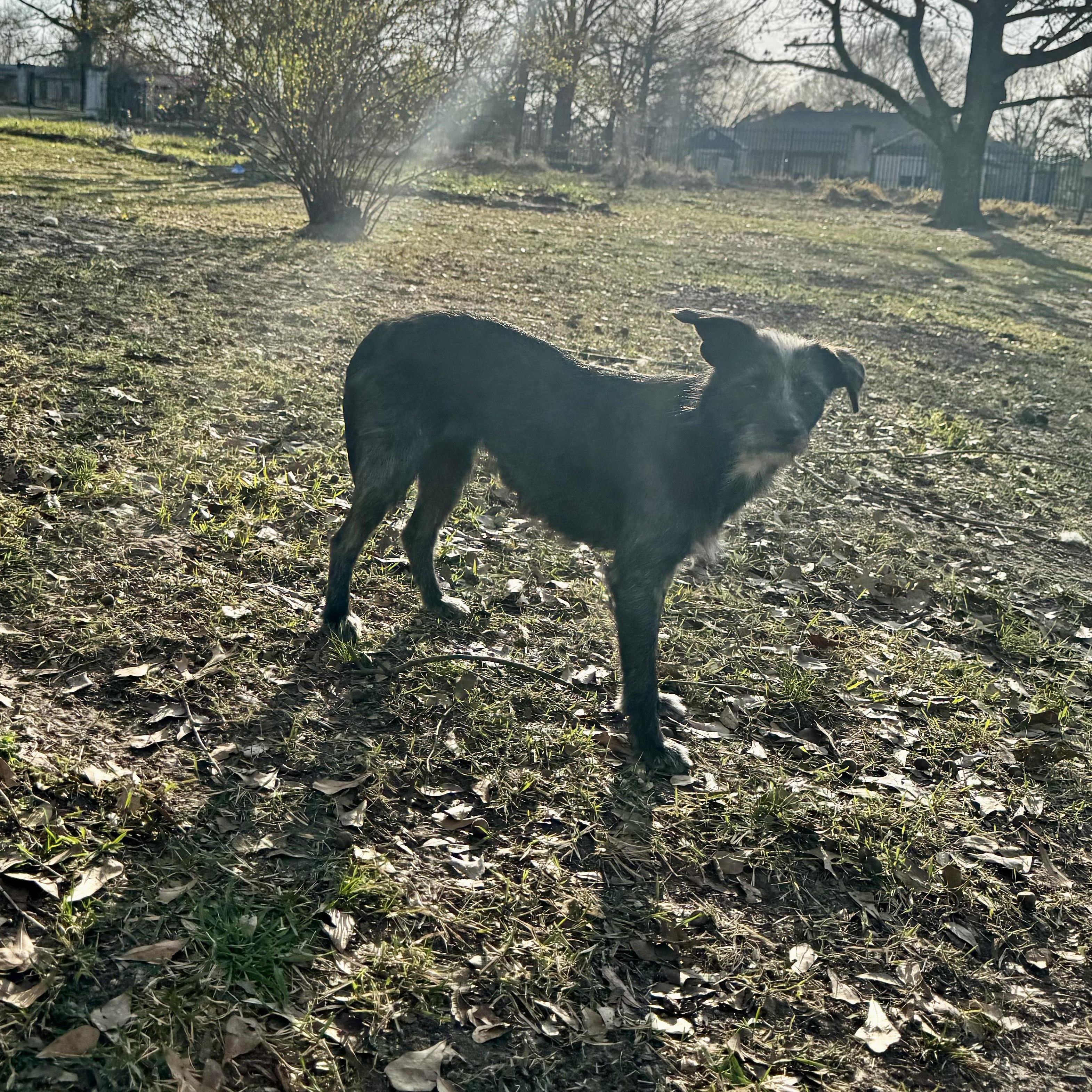 Enlarge Marlowe, a Adoptable mixed breed in Boston, MA image 2/6