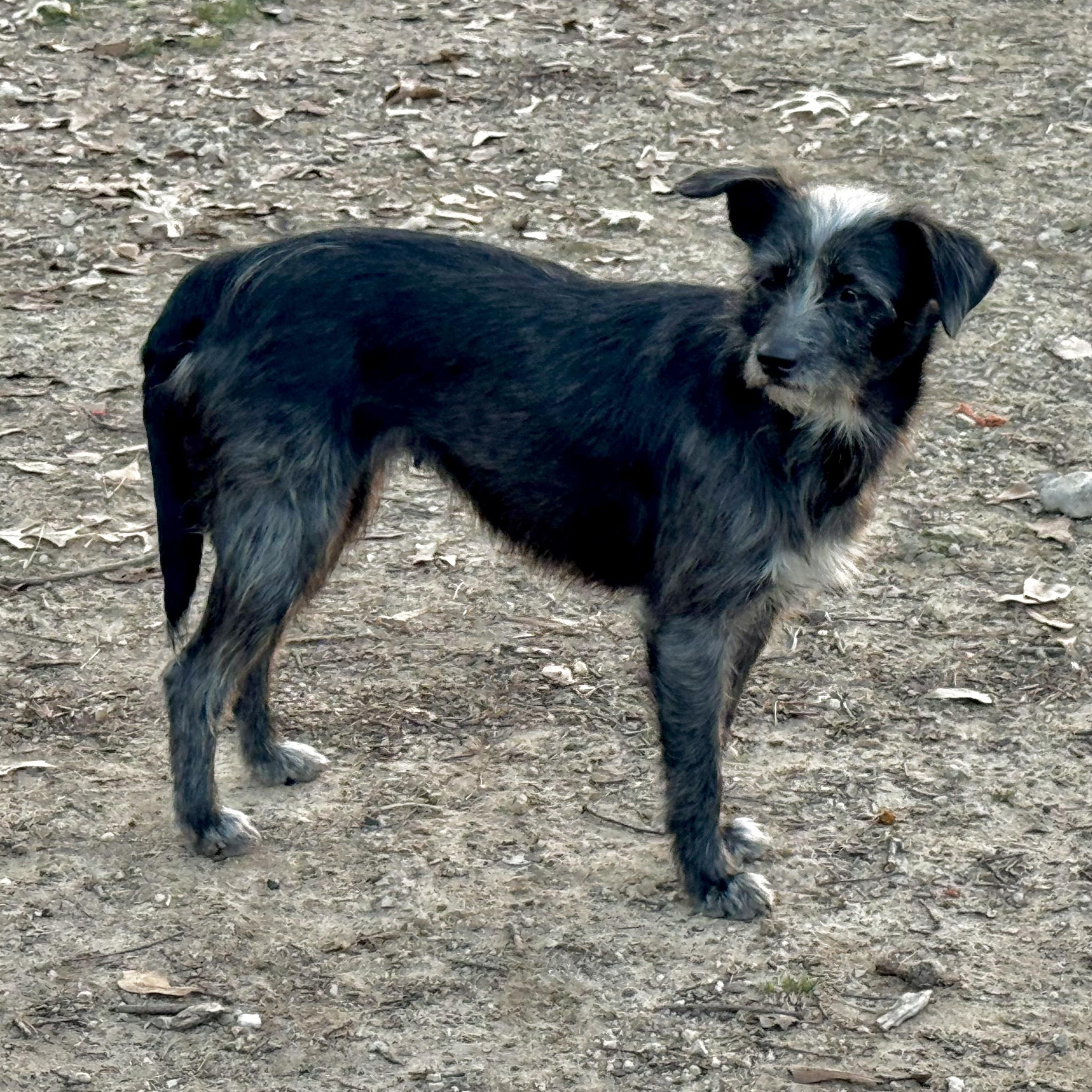 Enlarge Marlowe, a Adoptable mixed breed in Boston, MA image 6/6