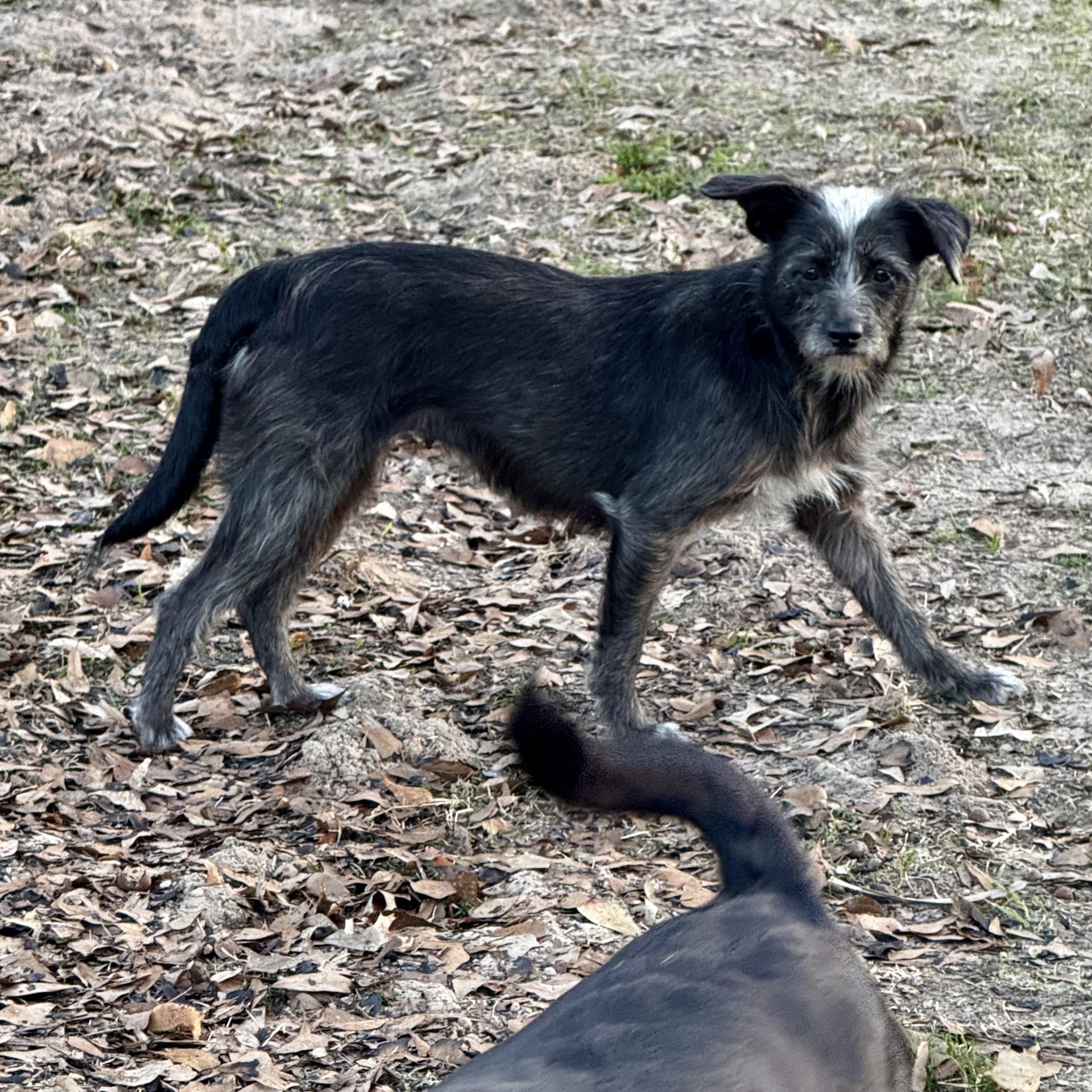 Enlarge Marlowe, a Adoptable mixed breed in Boston, MA image 4/6