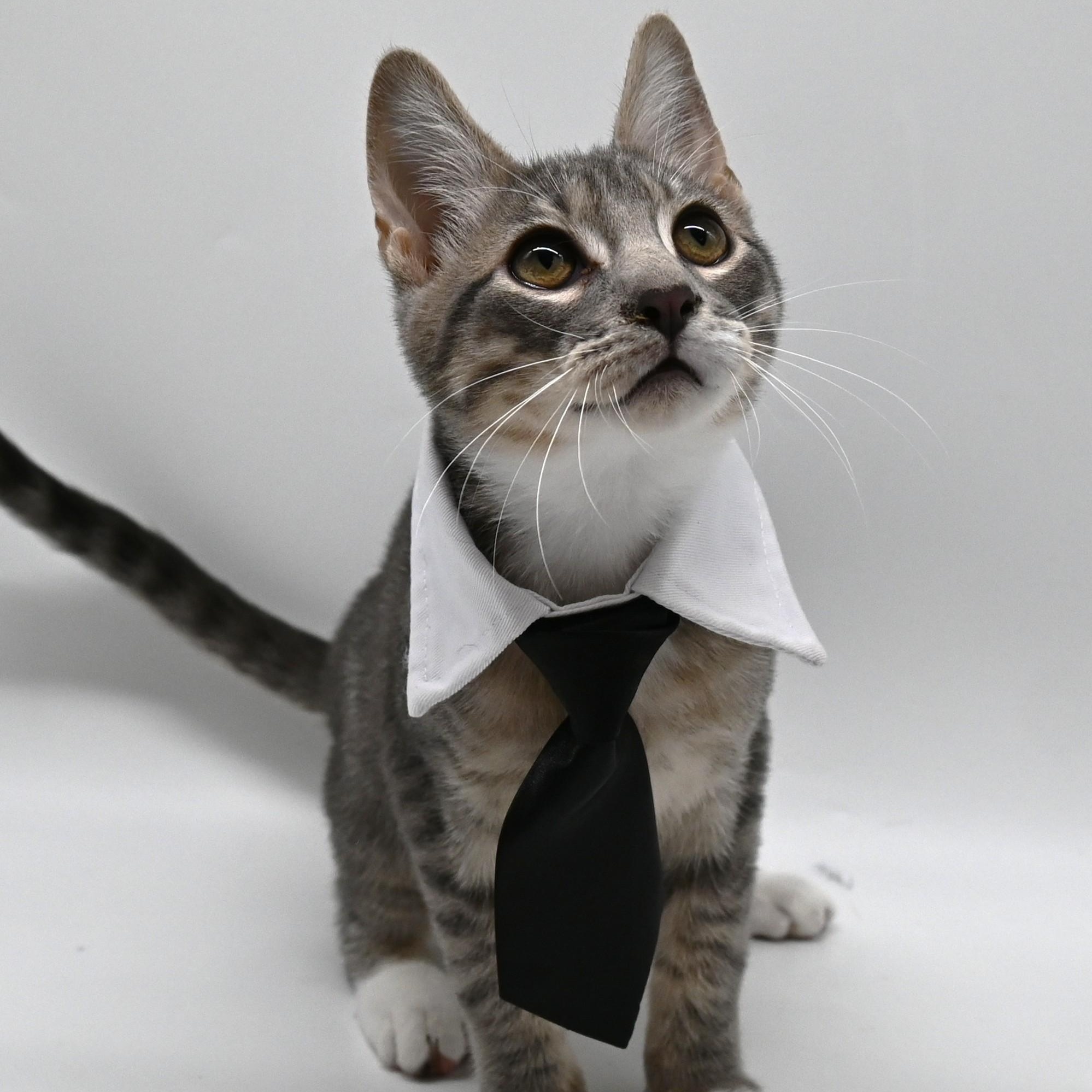 Enlarge Smokey, a Adoptable mixed breed in Farmington, CT image 6/6