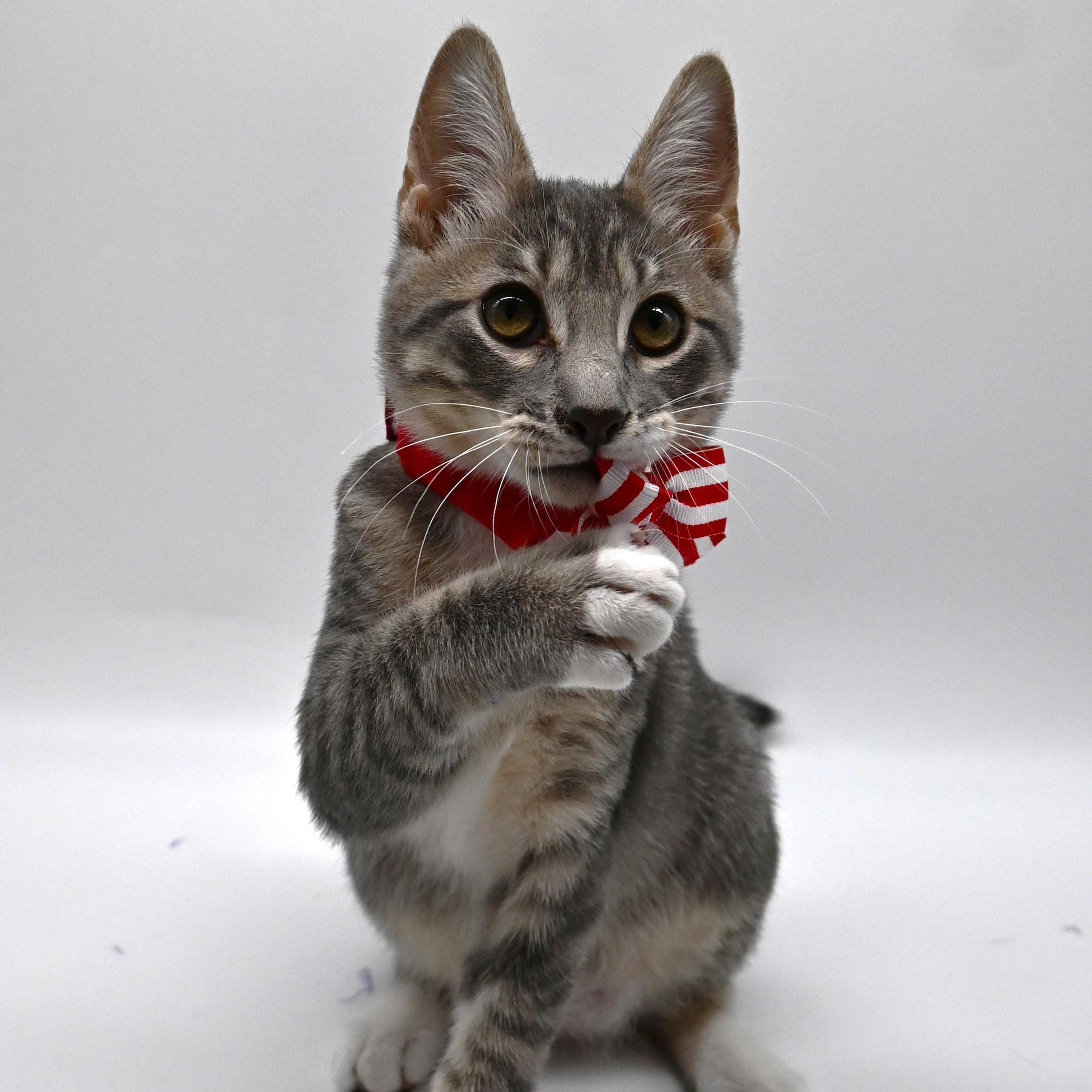 Enlarge Smokey, a Adoptable mixed breed in Farmington, CT image 5/6