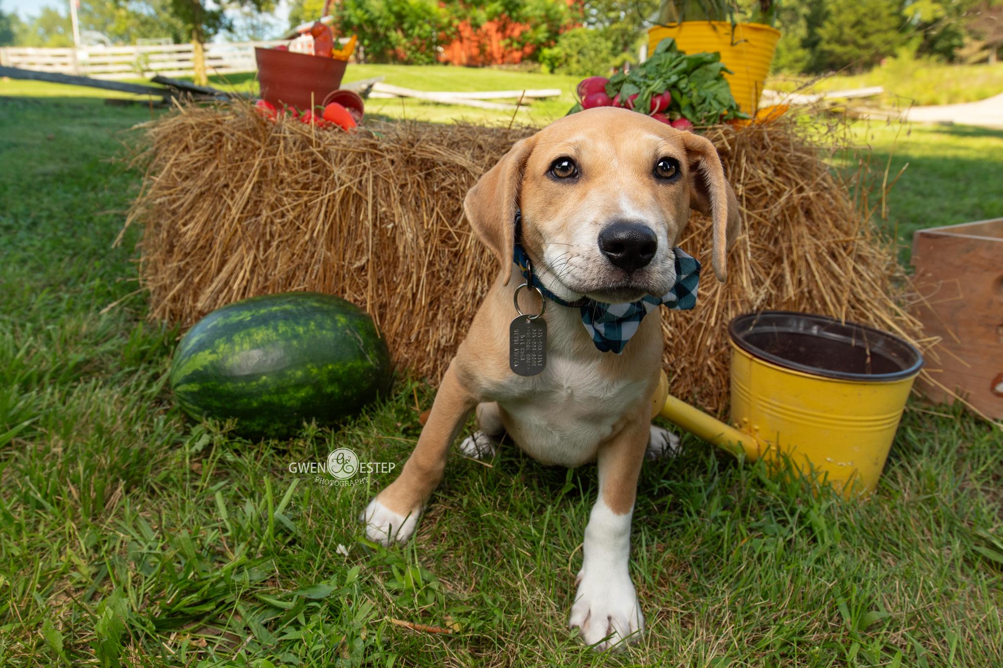 Jalapeno, a Adoptable mixed breed in Dayton, OH image 3/6