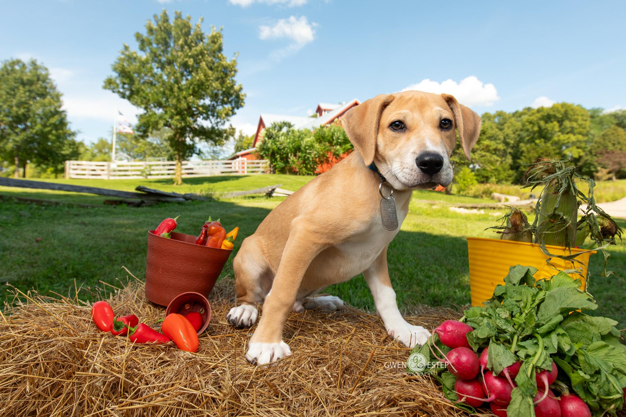 Jalapeno, a Adoptable mixed breed in Dayton, OH image 2/6