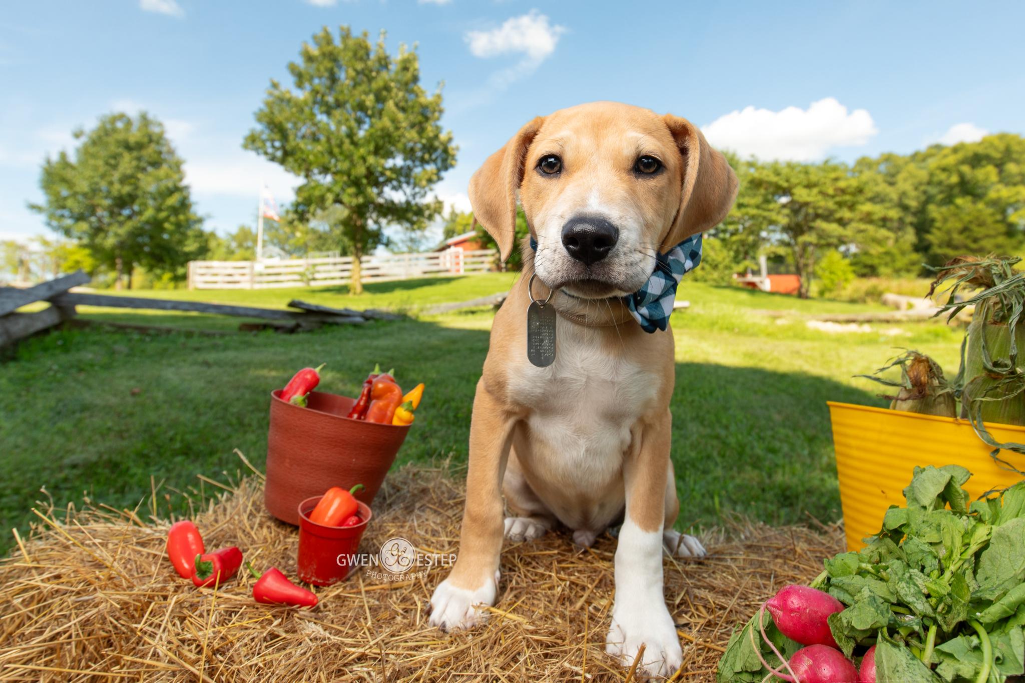 Jalapeno, Adoptable, Puppy Male Mixed Breed.
