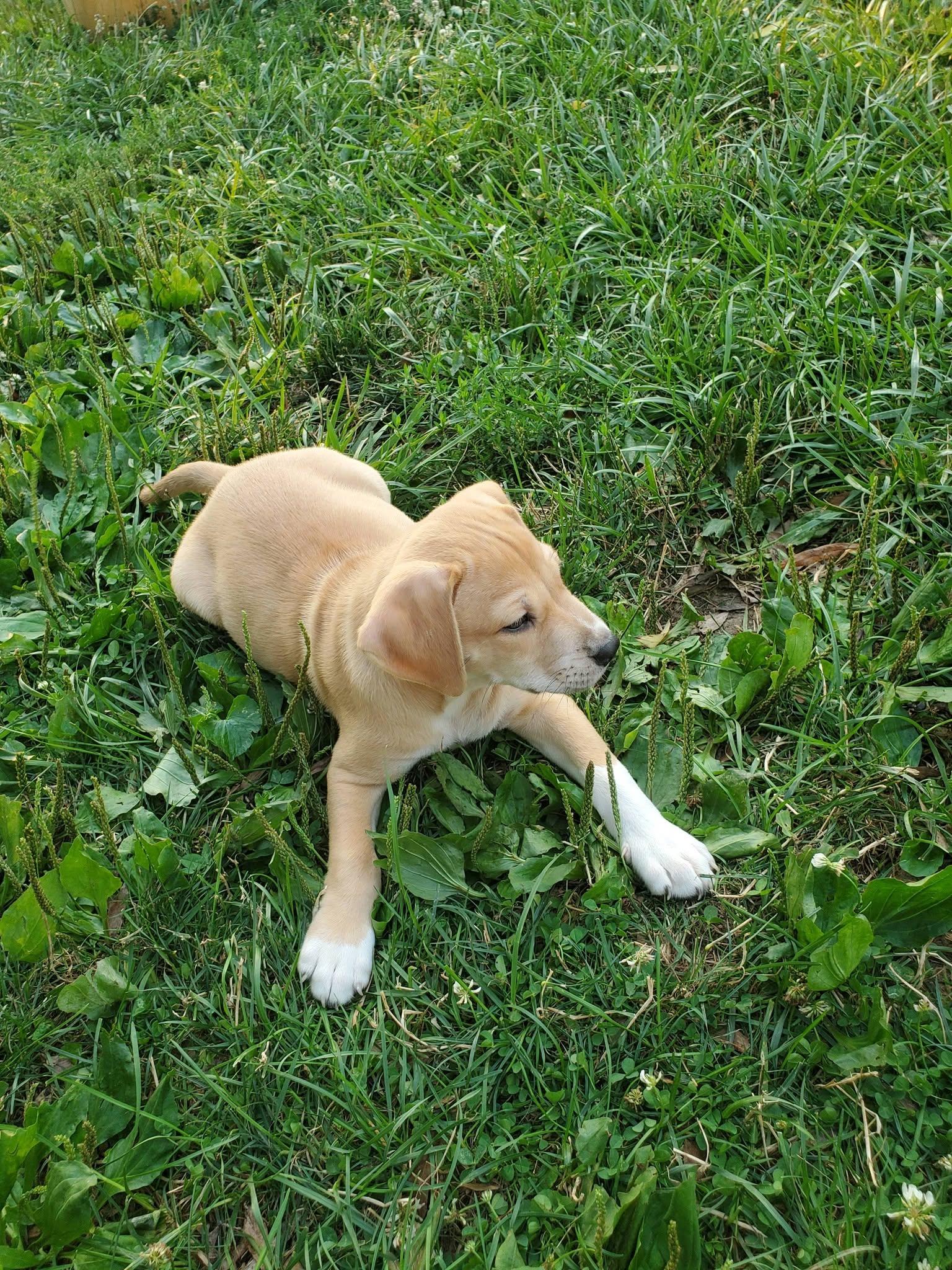 Enlarge Jalapeno - Pre Adoption, a Adoptable mixed breed in Dayton, OH image 3/4