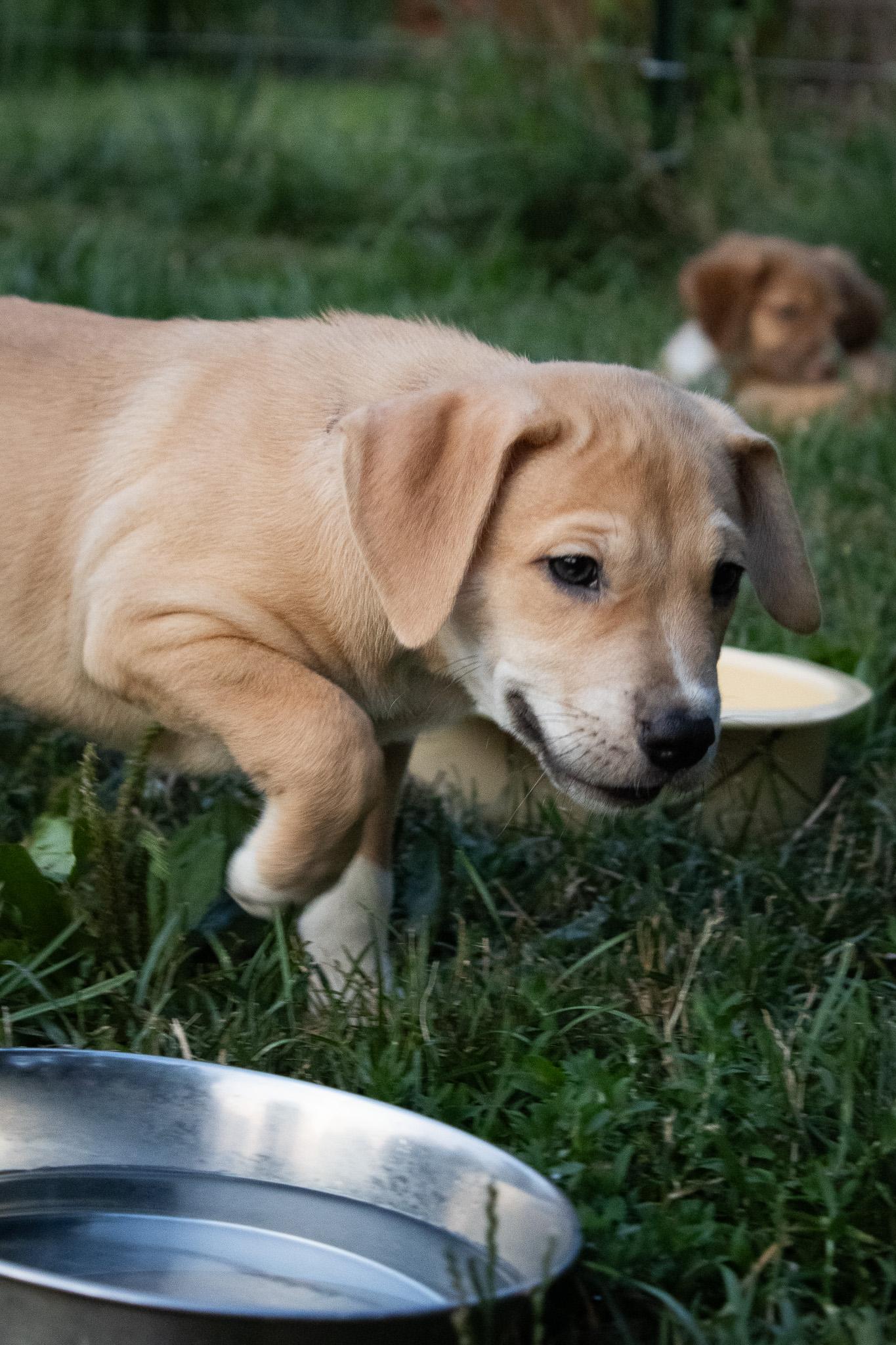 Enlarge Jalapeno - Pre Adoption, a Adoptable mixed breed in Dayton, OH image 4/4