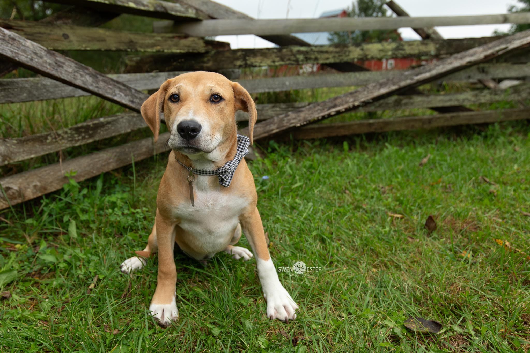 Enlarge Jalapeno, a Adopted mixed breed in Dayton, OH image 1/6
