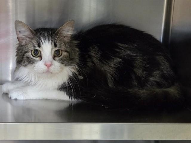TWINKIE, Adoptable, Adult Female Domestic Medium Hair.