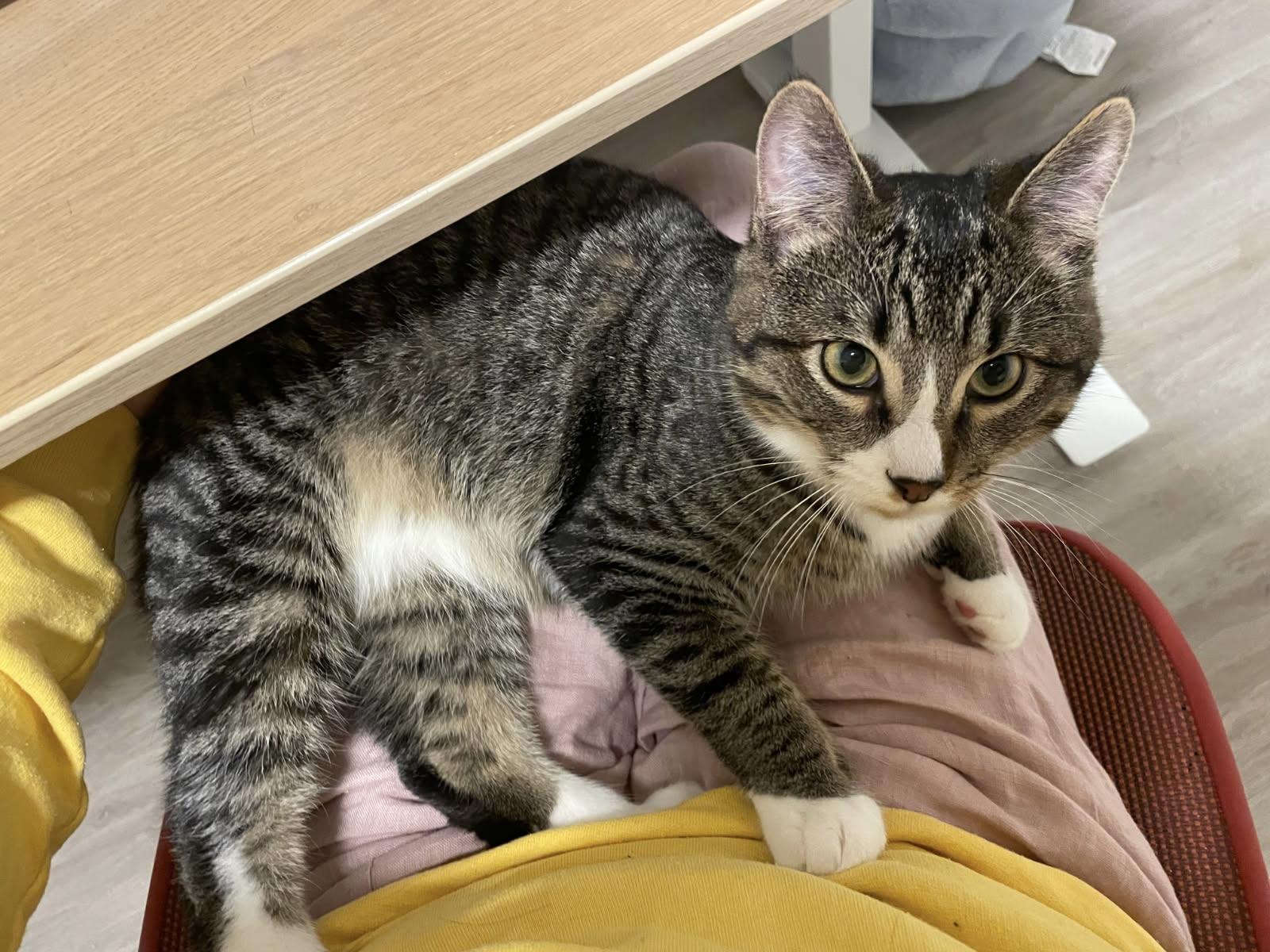 Sweetest Melon you’ll have!, a Adopted Domestic Short Hair in San Francisco, CA image 2/5