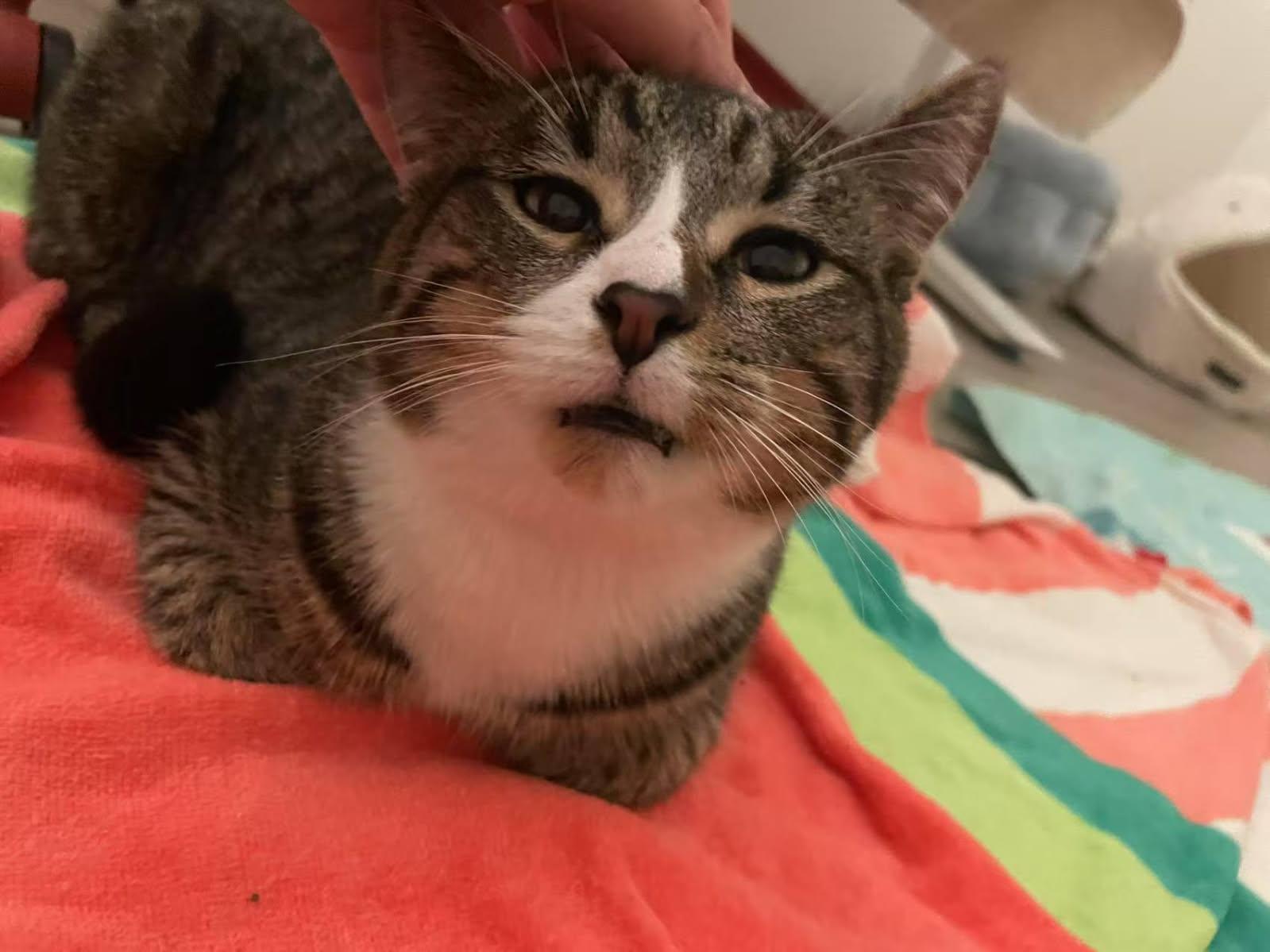 Sweetest Melon you’ll have!, a Adopted Domestic Short Hair in San Francisco, CA image 5/5