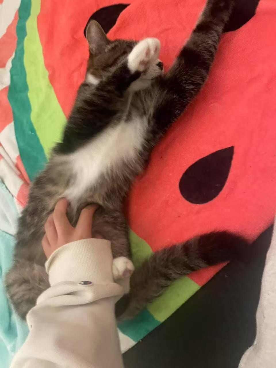 Sweetest Melon you’ll have!, a Adopted Domestic Short Hair in San Francisco, CA image 3/5