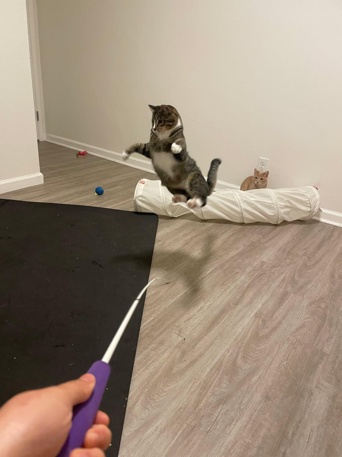 Sweetest Melon you’ll have!, a Adopted Domestic Short Hair in San Francisco, CA image 4/5