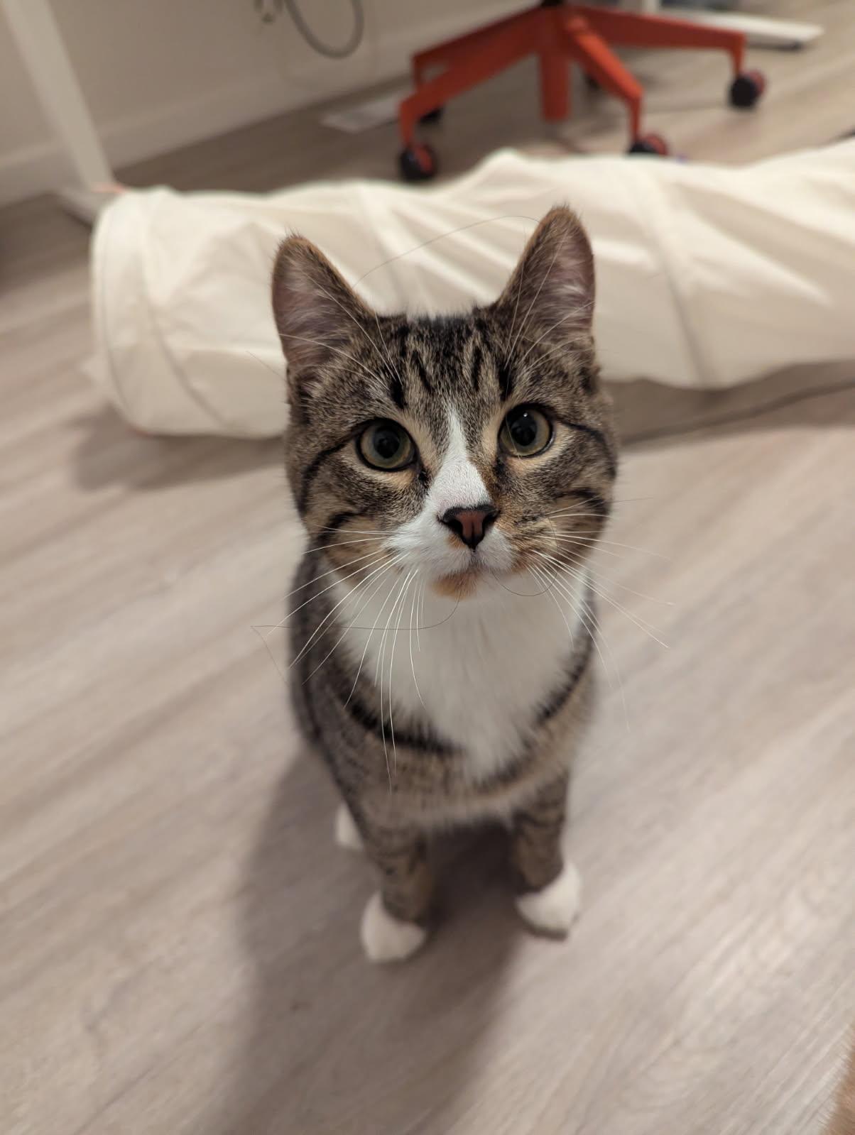 Sweetest Melon you’ll have!, a Adopted Domestic Short Hair in San Francisco, CA image 1/5