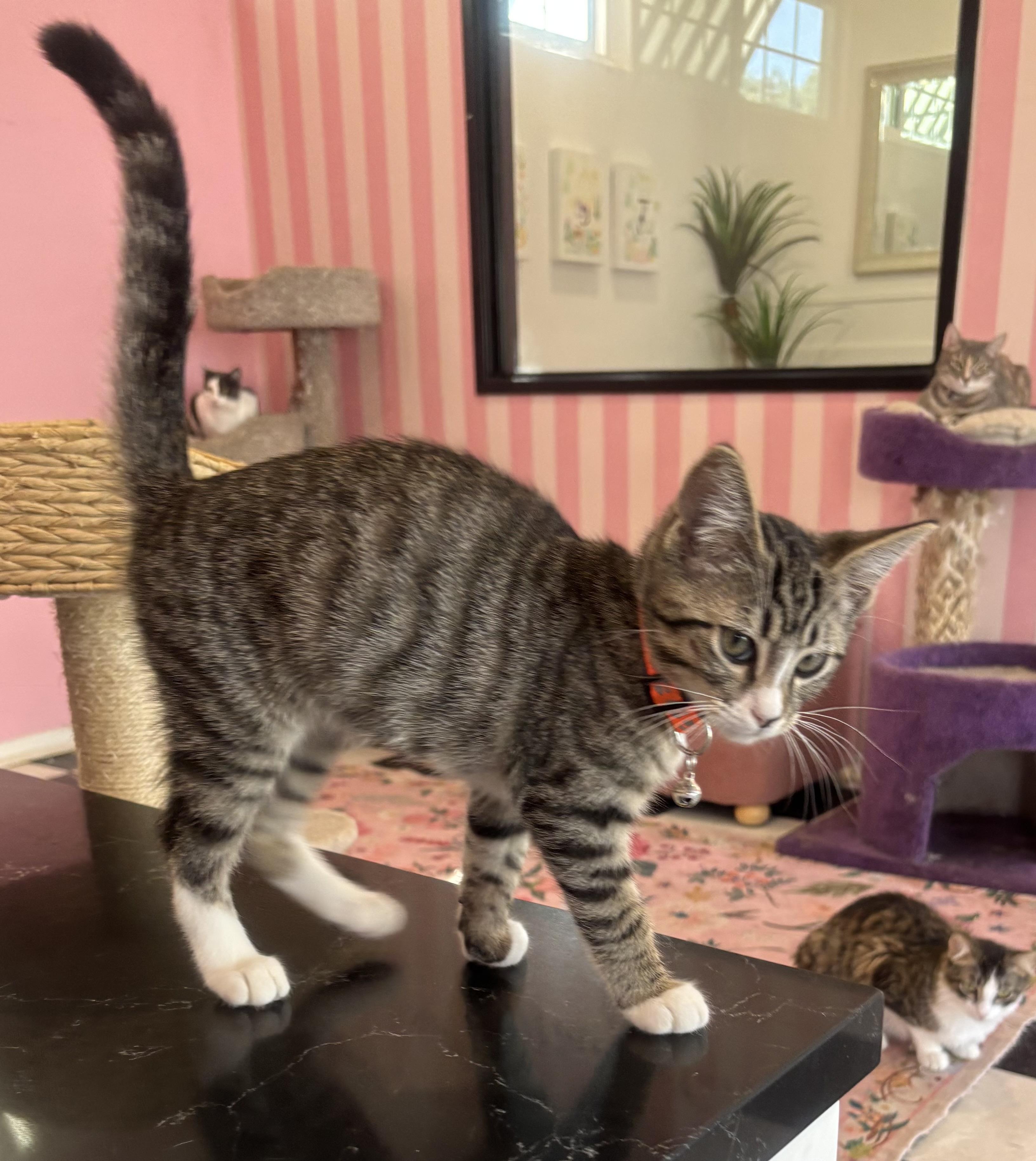Soda Pop, an adopted Domestic Short Hair in Whittier, CA image 3/4