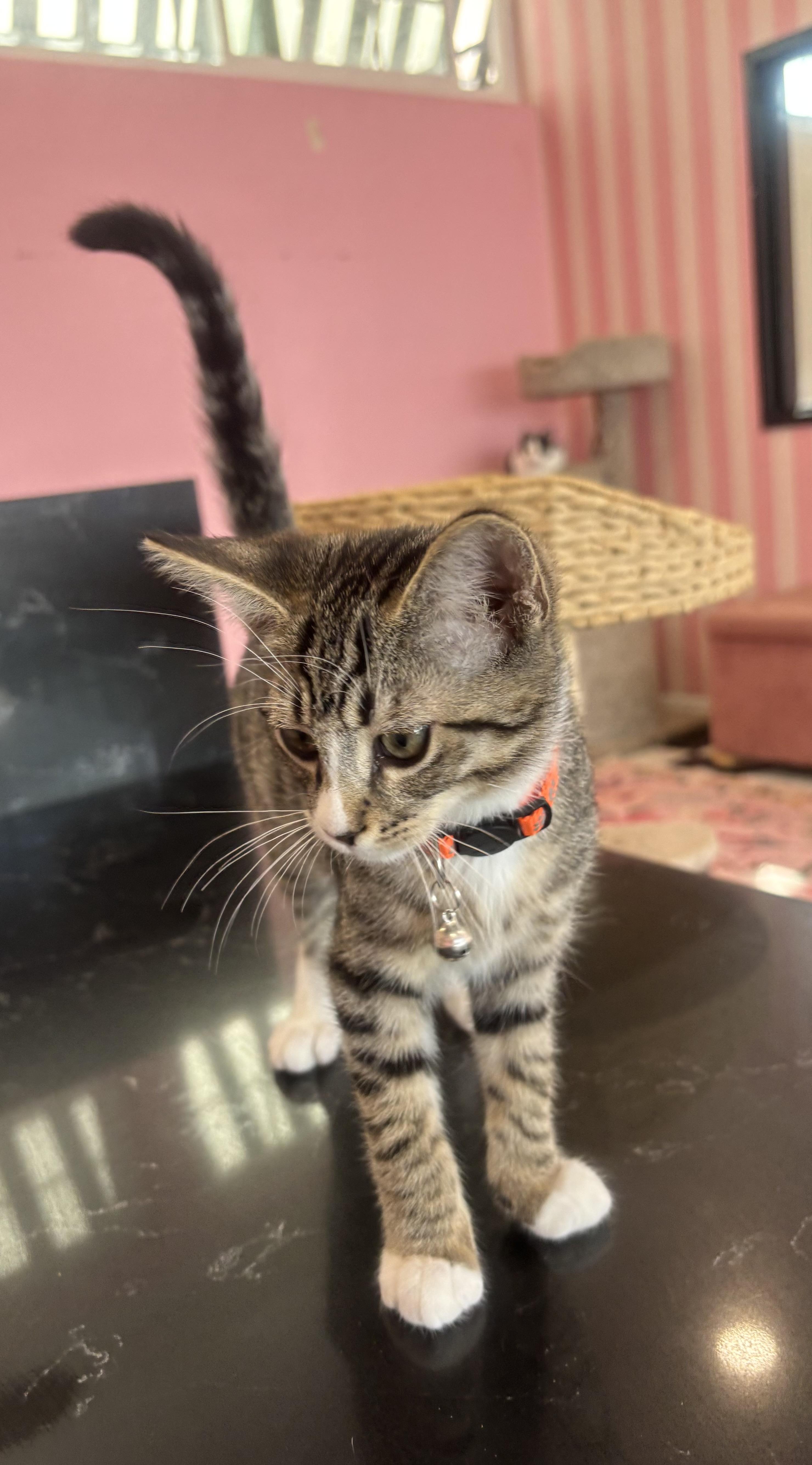 Soda Pop, an adopted Domestic Short Hair in Whittier, CA image 2/4