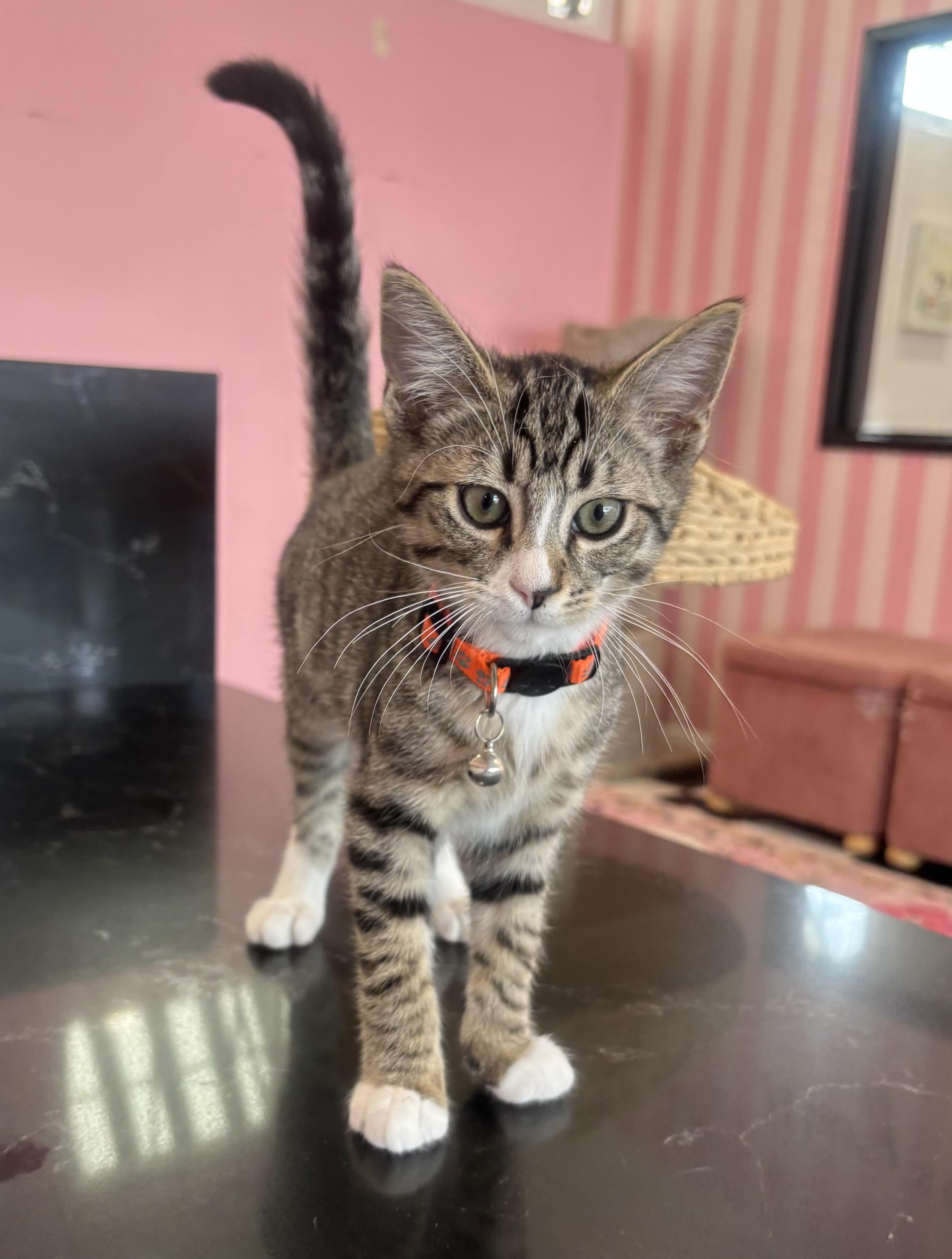 Soda Pop, adopted, Young Male Domestic Short Hair.