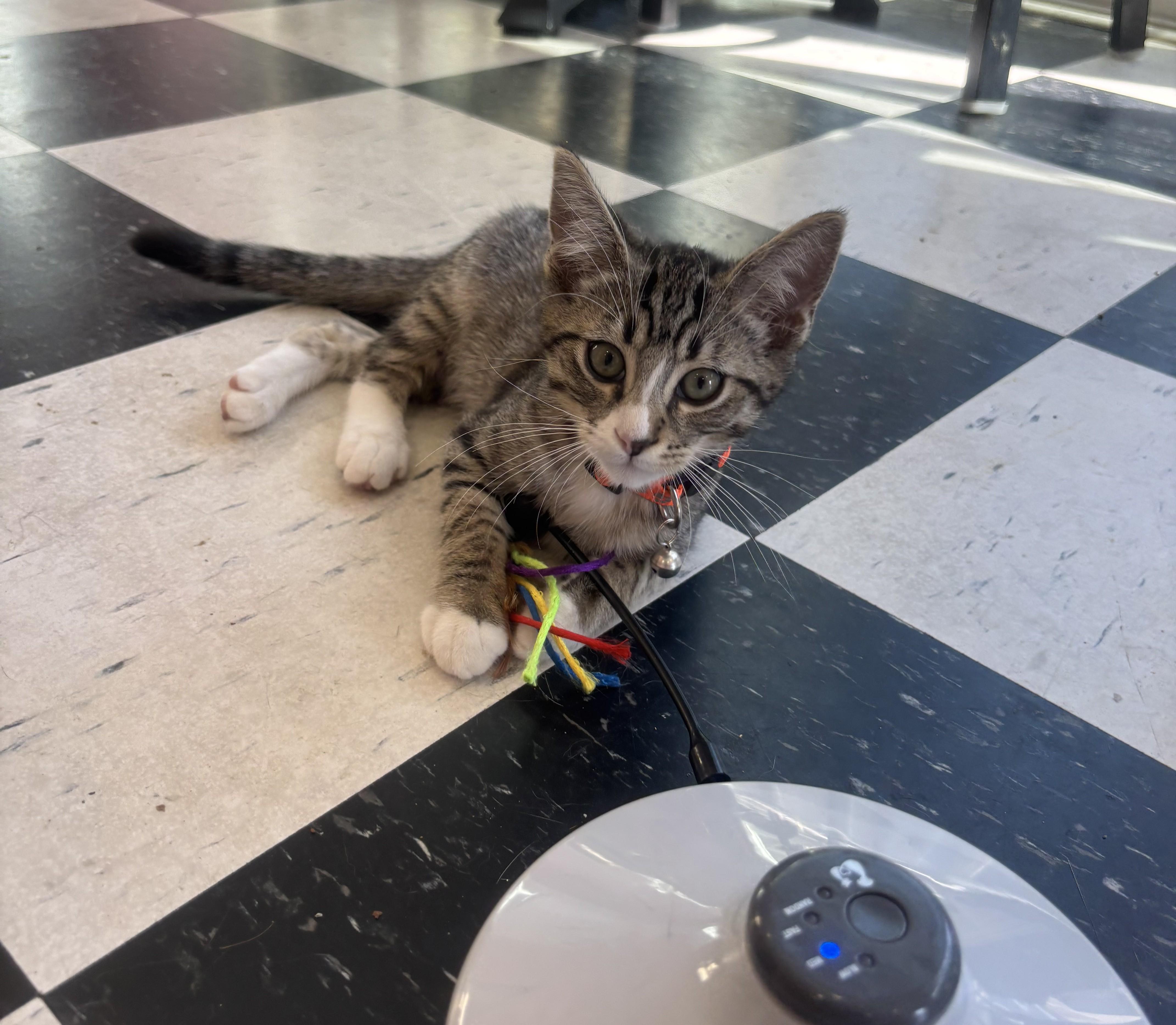 Soda Pop, an adopted Domestic Short Hair in Whittier, CA image 4/4